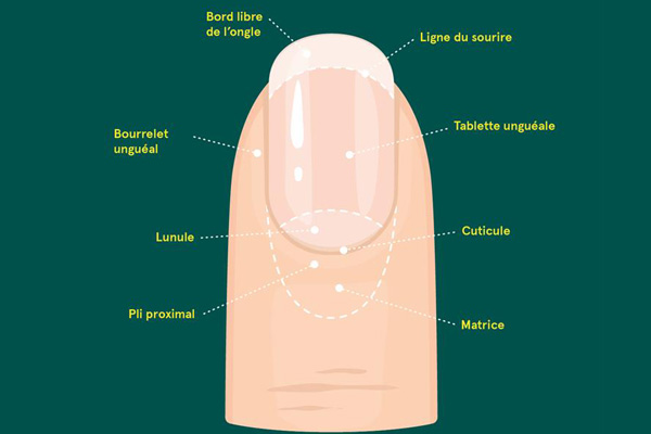 Ongle